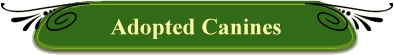 Adopted Canines
