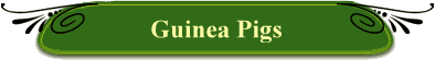Guinea Pigs