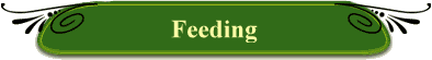Feeding