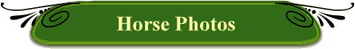 Horse Photos