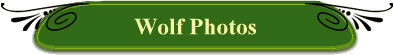 Wolf Photos