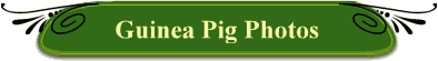 Guinea Pig Photos