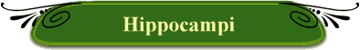Hippocampi