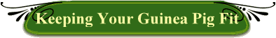 Keeping Your Guinea Pig Fit