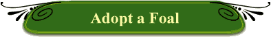 Adopt a Foal